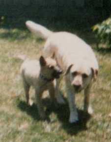 I must remember to upload this photo - cropped from the one where Melon the pup is pestering Shelley ... NOW! March 16 - I decide to magnify it ...